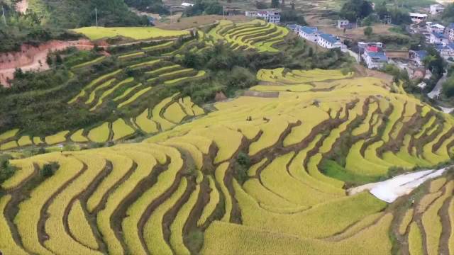秋天金黄色的百亩梯田有多美:最小的田仅斗笠大