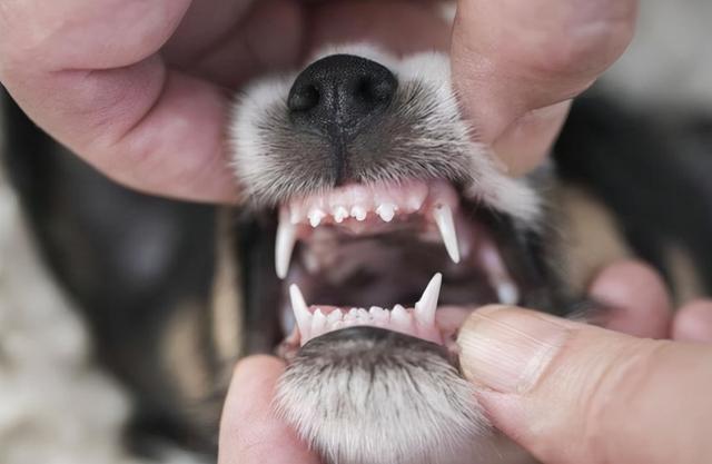 为什么狗狗会有两排牙齿?其实那是乳齿,有些狗狗成年后乳齿还在