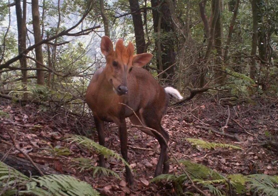杭州余杭径山发现黑麂,发型太帅了,为什么这么稀缺?