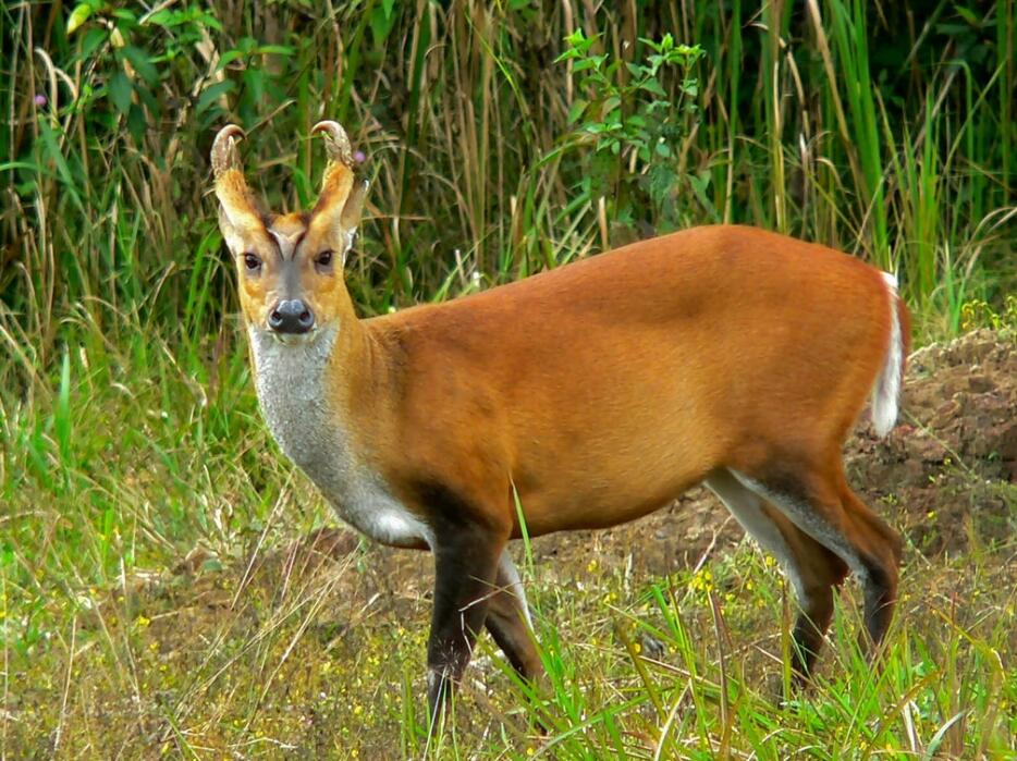 杭州余杭径山发现黑麂,发型太帅了,为什么这么稀缺?