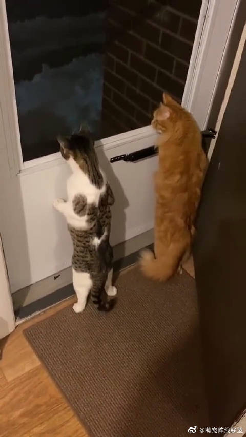 站着看热闹的喵脖子伸得好长bytiktokmoriyaphillips