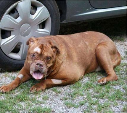 狗狗被主人捆在野外等死,只剩最后一口气的时候等来了恩人休闲区蓝鸢梦想 - Www.slyday.coM 狗狗被主人捆在野外等死,只剩最后一口气的时候等来了恩人休闲区蓝鸢梦想 - Www.slyday.coM