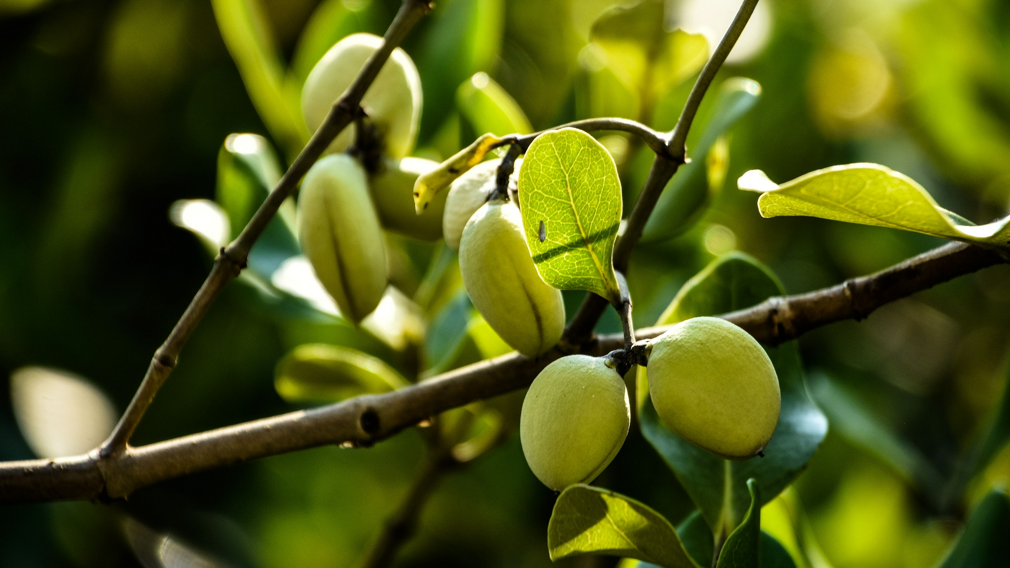 这是红树林果实.