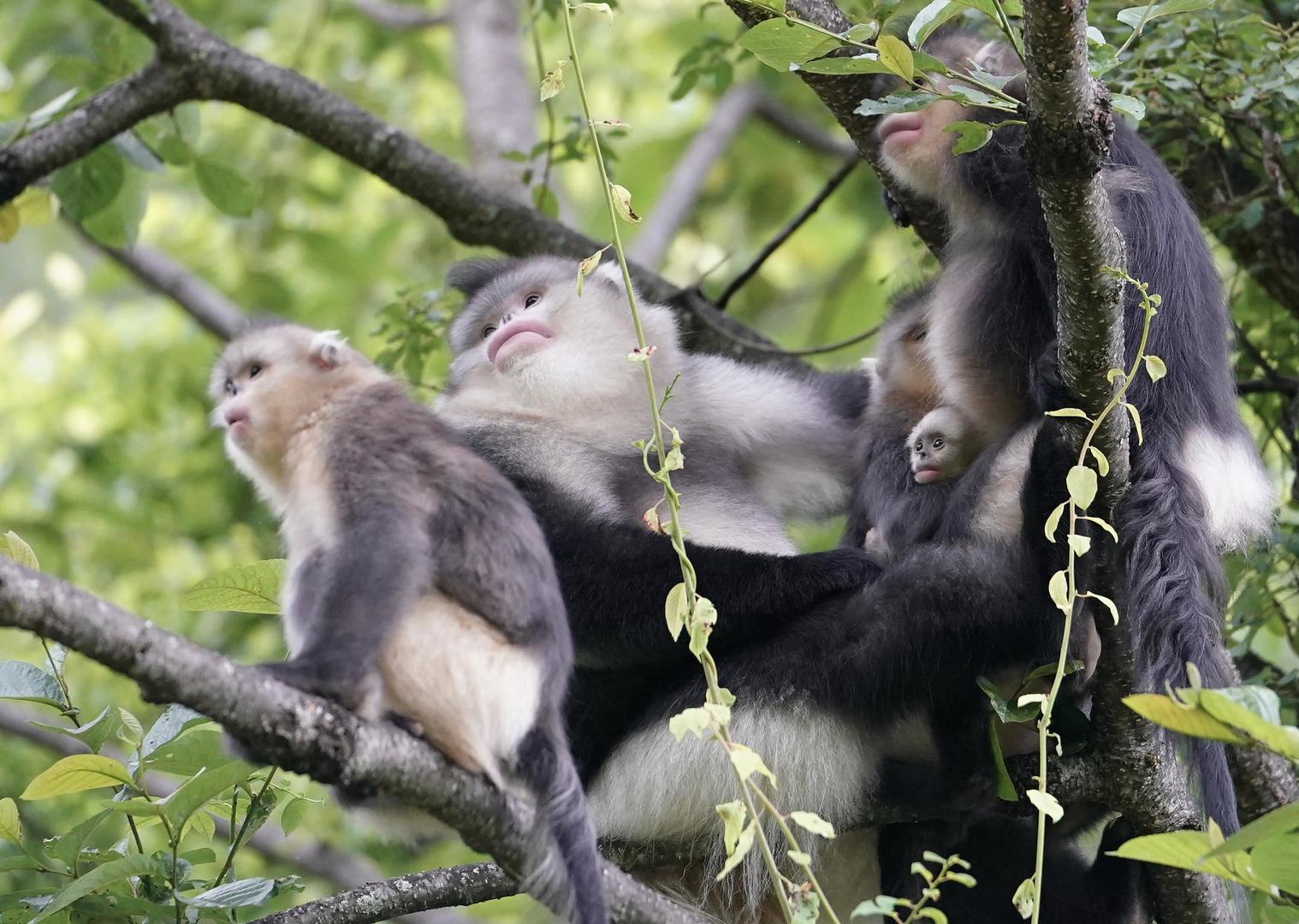 cop15濒危动物篇 | 滇金丝猴:曾经的猎人,成了它们的"守护神"|云南省