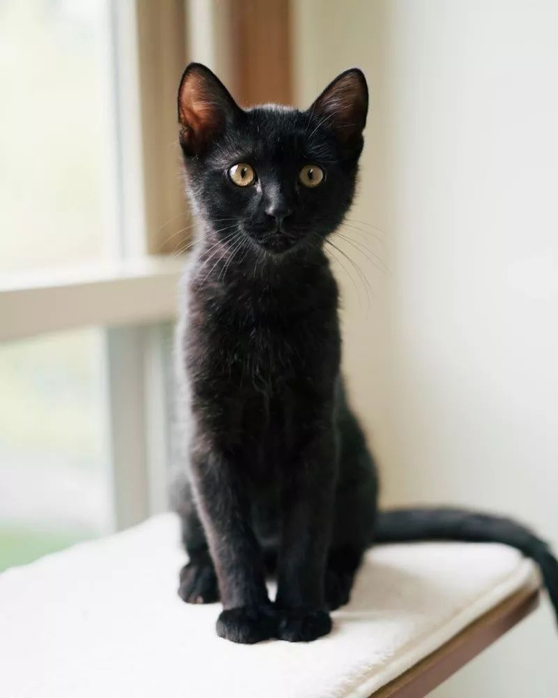 害羞小黑猫每天来吃饭却不进门,有次终于大胆走进家门求收编!