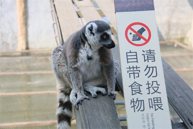 四处可见的提醒牌仍挡不住乱投喂的游客