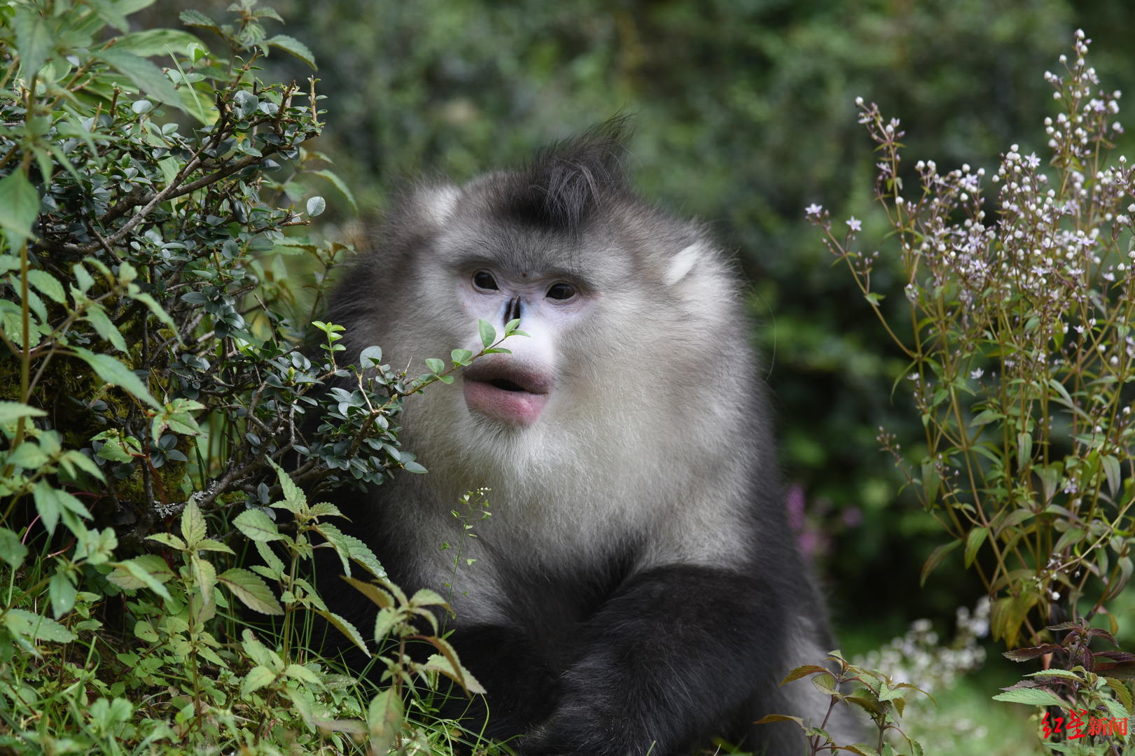 cop15濒危动物篇 | 滇金丝猴:曾经的猎人,成了它们的"守护神"|云南省
