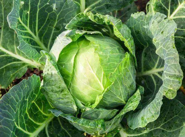 有人竟用菜市场，说退休人的晚年生活，简直绝了休闲区蓝鸢梦想 - Www.slyday.coM