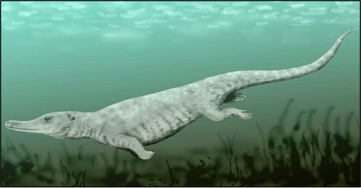 鲸鱼5000万年前那时我还会走路