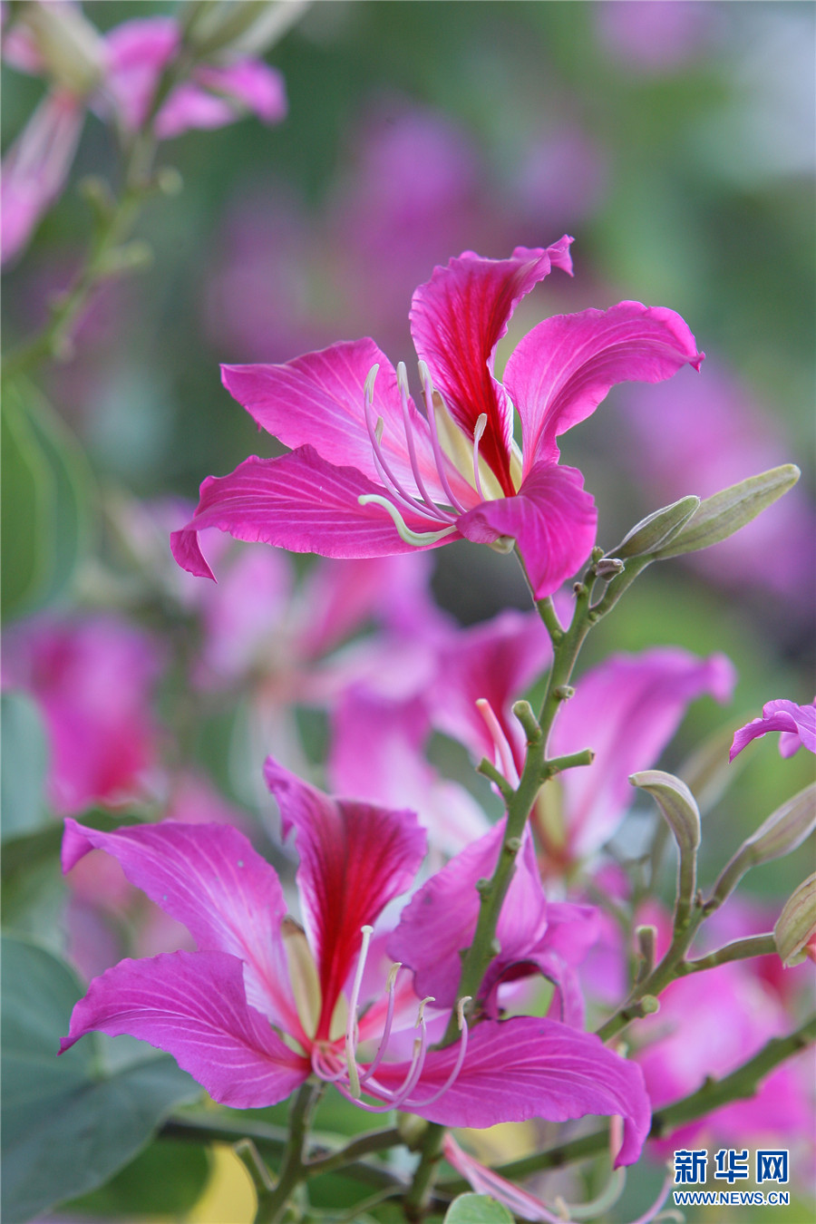 珠江源古镇紫荆花开美如画