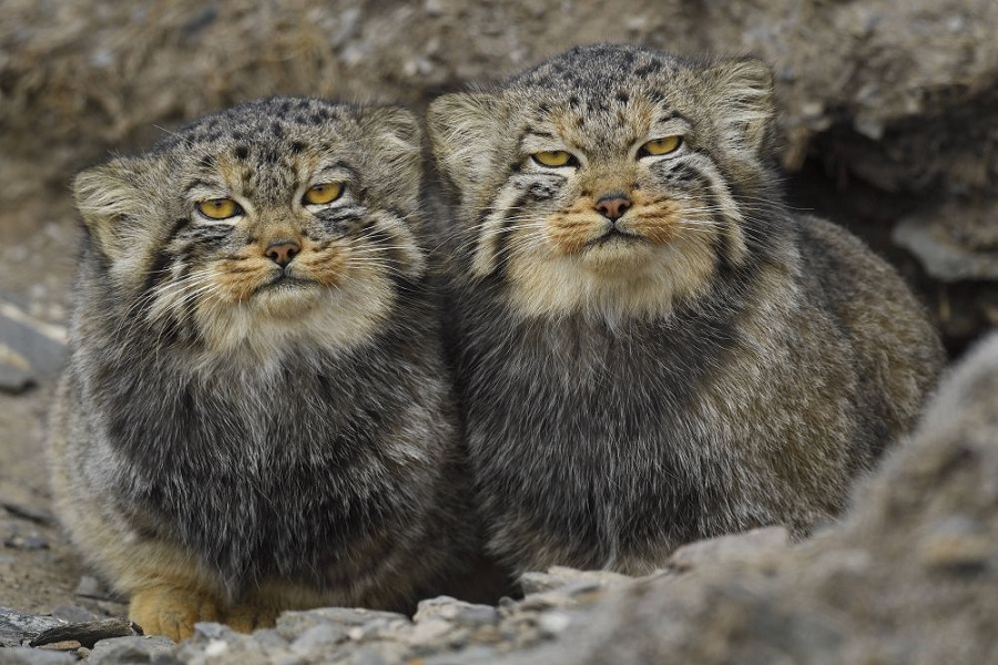 这是2016年10月7日在中国青海省一处高原地区拍摄到的兔狲.