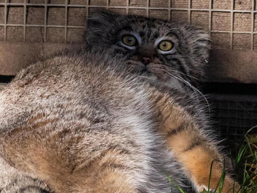 全球连线神奇生物在哪里俄罗斯兔狲