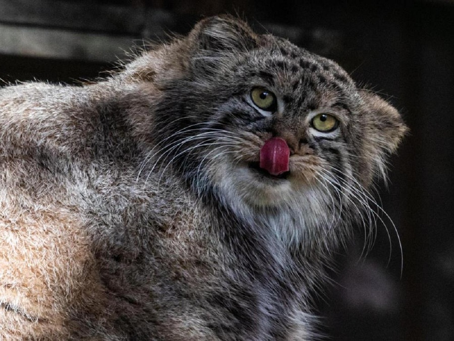 全球连线神奇生物在哪里俄罗斯兔狲