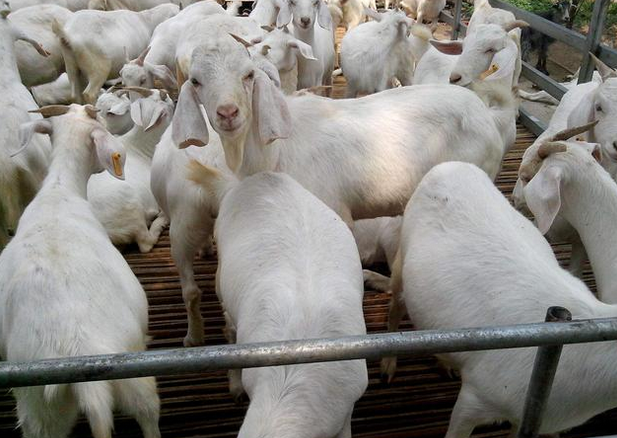 牛羊养殖秘籍学会这8个字养殖户大为受益