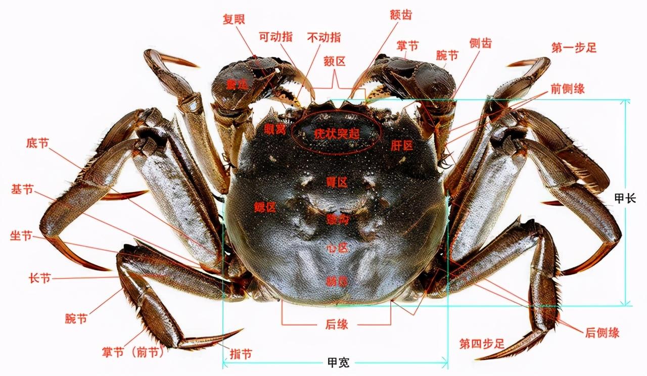 死后2小时，菌落总数激增！死了的螃蟹到底能不能吃？休闲区蓝鸢梦想 - Www.slyday.coM