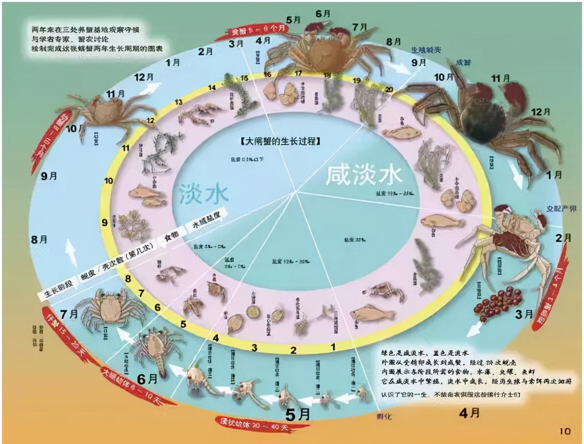 死后2小时，菌落总数激增！死了的螃蟹到底能不能吃？休闲区蓝鸢梦想 - Www.slyday.coM