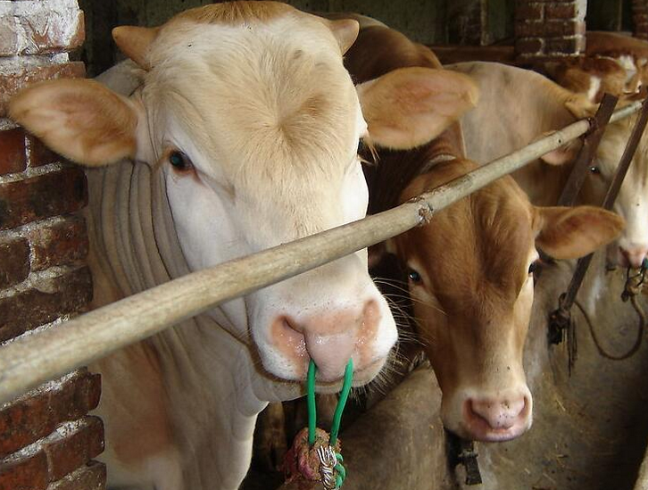 牛羊养殖秘籍学会这8个字养殖户大为受益