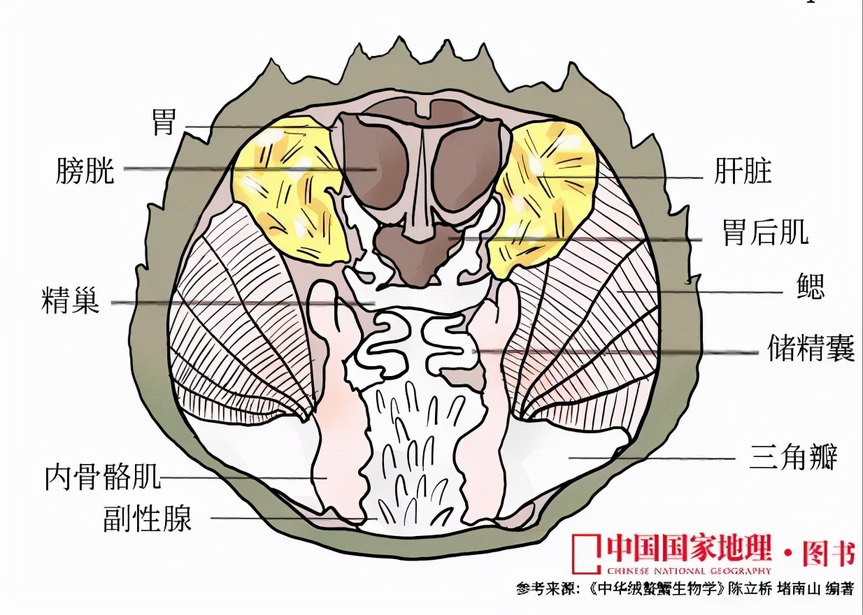 死后2小时，菌落总数激增！死了的螃蟹到底能不能吃？休闲区蓝鸢梦想 - Www.slyday.coM