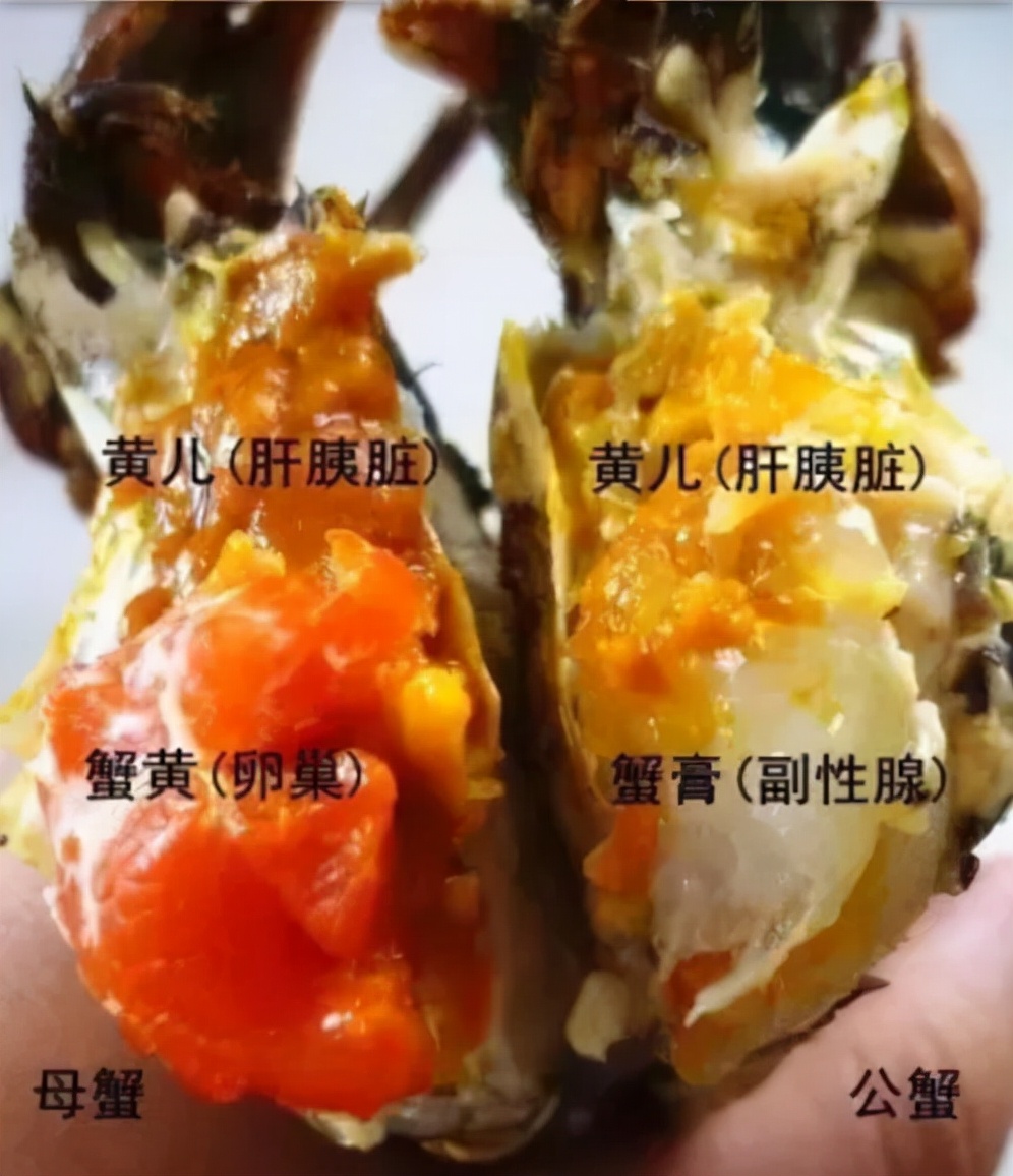 死后2小时，菌落总数激增！死了的螃蟹到底能不能吃？休闲区蓝鸢梦想 - Www.slyday.coM