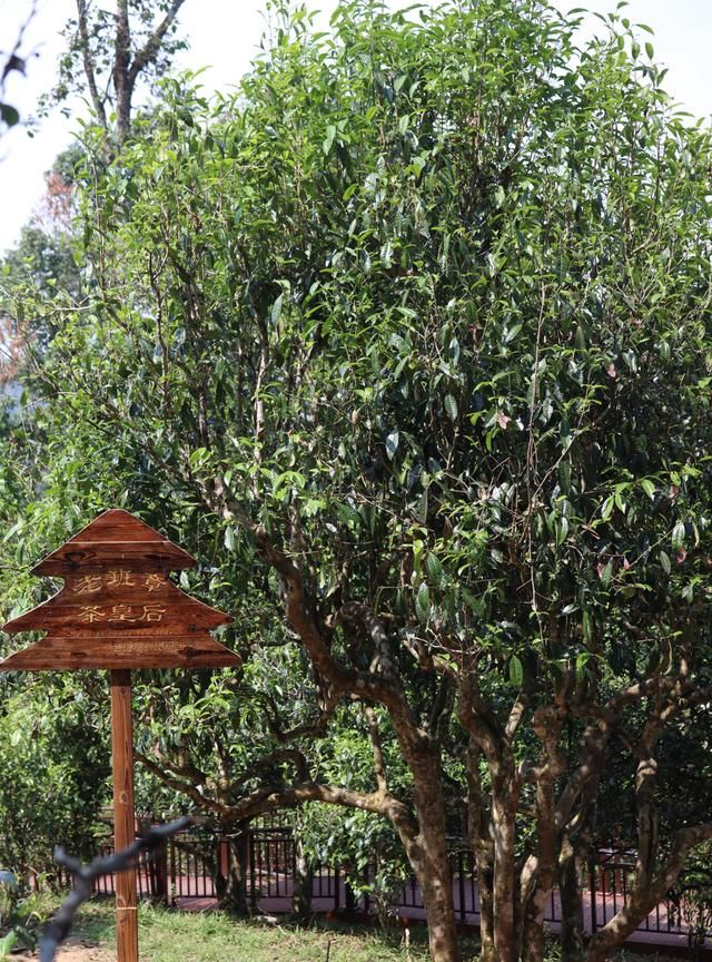 观干茶:老班章茶条索粗壮,芽头肥壮显毫,色泽墨绿油亮有光泽!