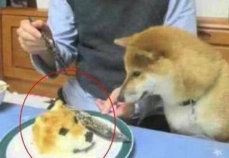主人为戏弄狗狗，买了一个狗头蛋糕来吃，他家的狗表情立刻凝固了休闲区蓝鸢梦想 - Www.slyday.coM