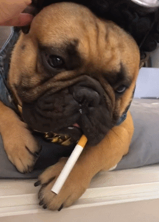 狗狗喜欢打扮戴眼镜又抽烟狗子鼻涕一流生无可恋