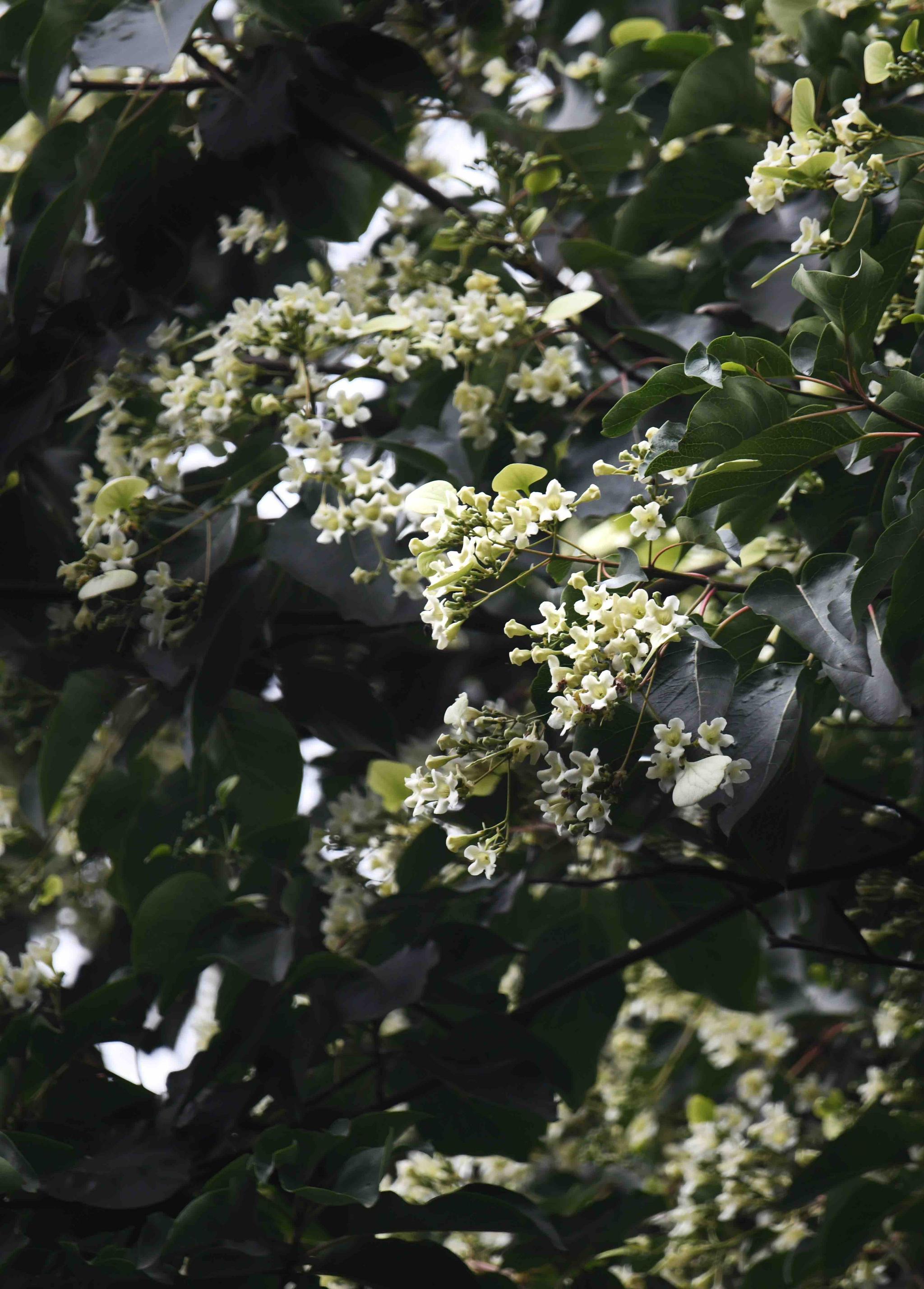 珍稀树种——香果树|成都市|新华社|中国科学院_新浪新闻