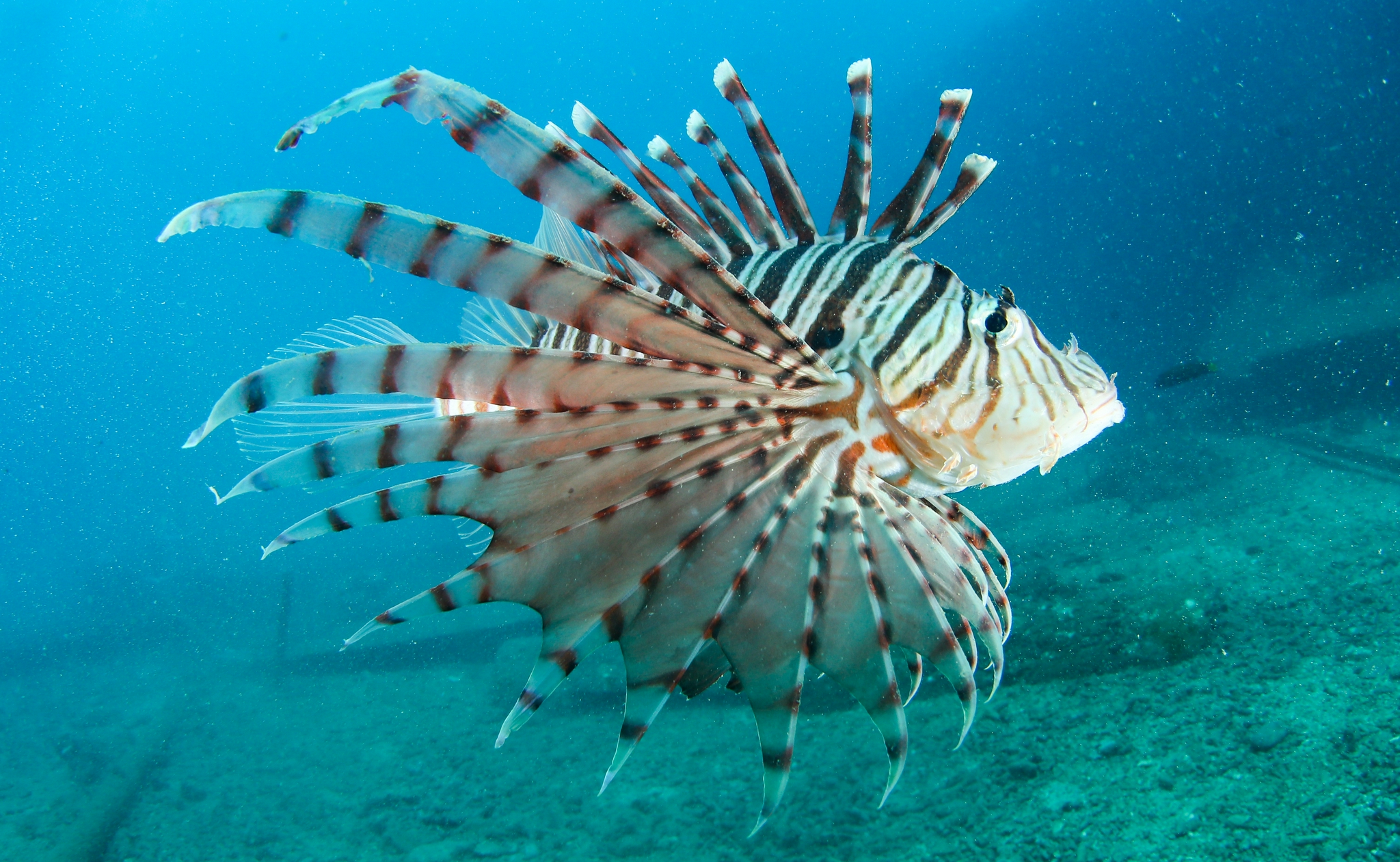 在分界洲岛海域,一条狮子鱼在海中游动(9月29日摄).