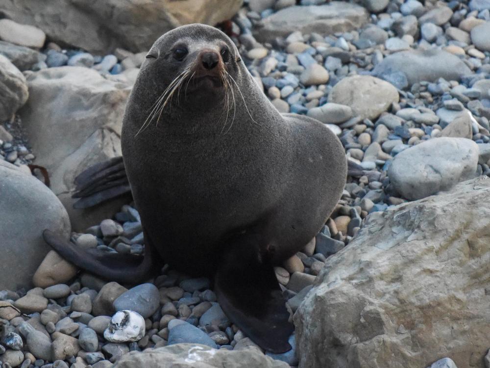 全球连线神奇生物在哪里新西兰毛皮海豹