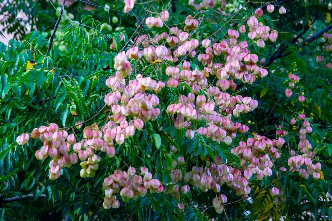 【探索】栾树花开正当时!美景等你去打卡