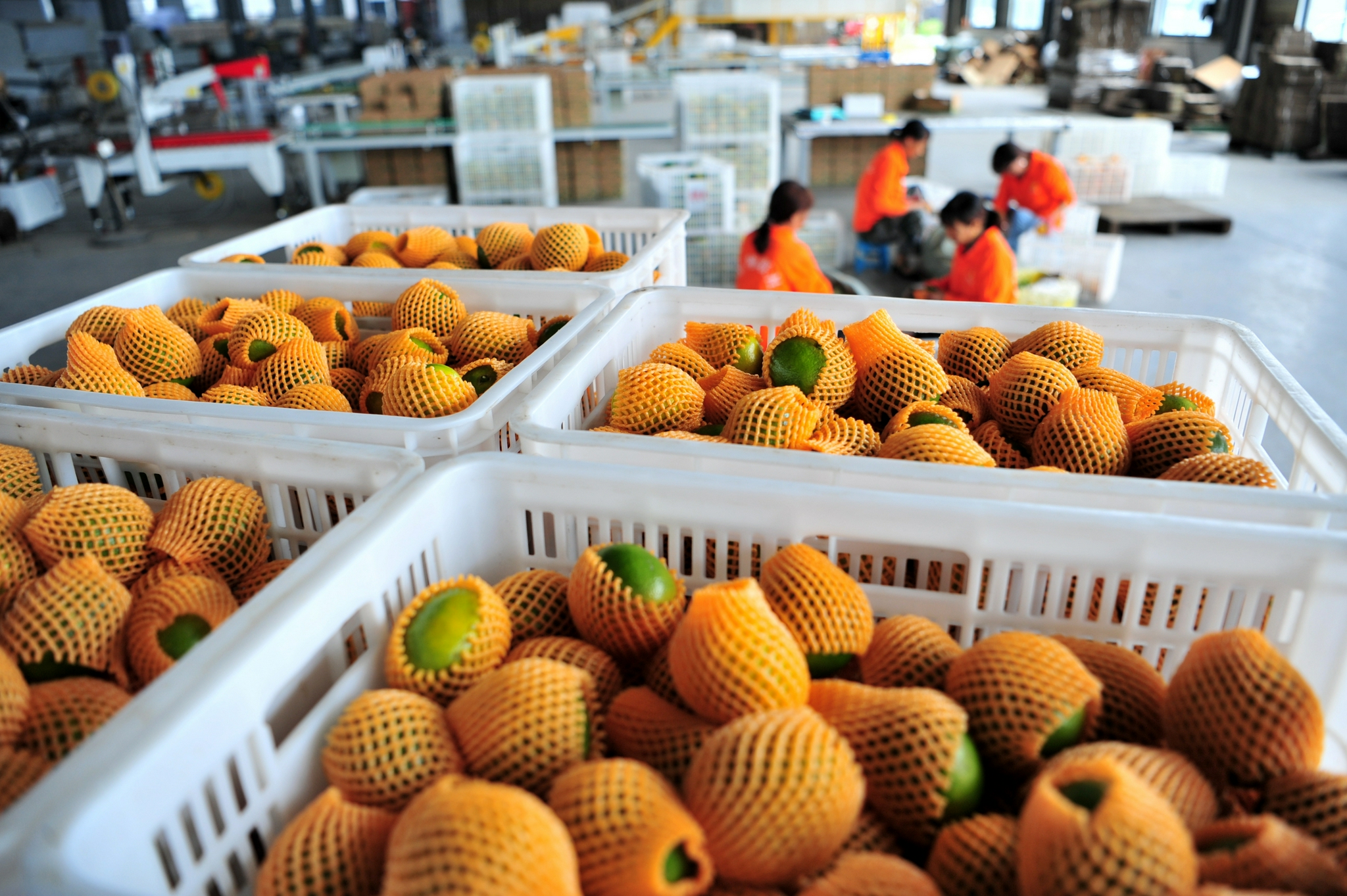 湖北宜昌小柑橘大产业助农增收