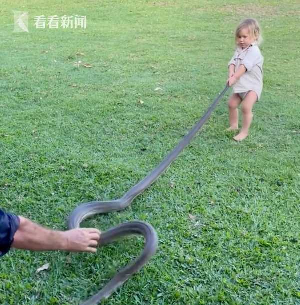 视频｜澳大利亚2岁男童手抓3米巨蟒 爸爸在一边指挥休闲区蓝鸢梦想 - Www.slyday.coM