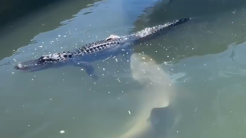 美国码头一条鲨鱼袭击短吻鳄一口咬住鳄鱼腿