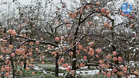 陕西多地下雪！ 难怪西安这么冷，今天出门都是这样的…休闲区蓝鸢梦想 - Www.slyday.coM