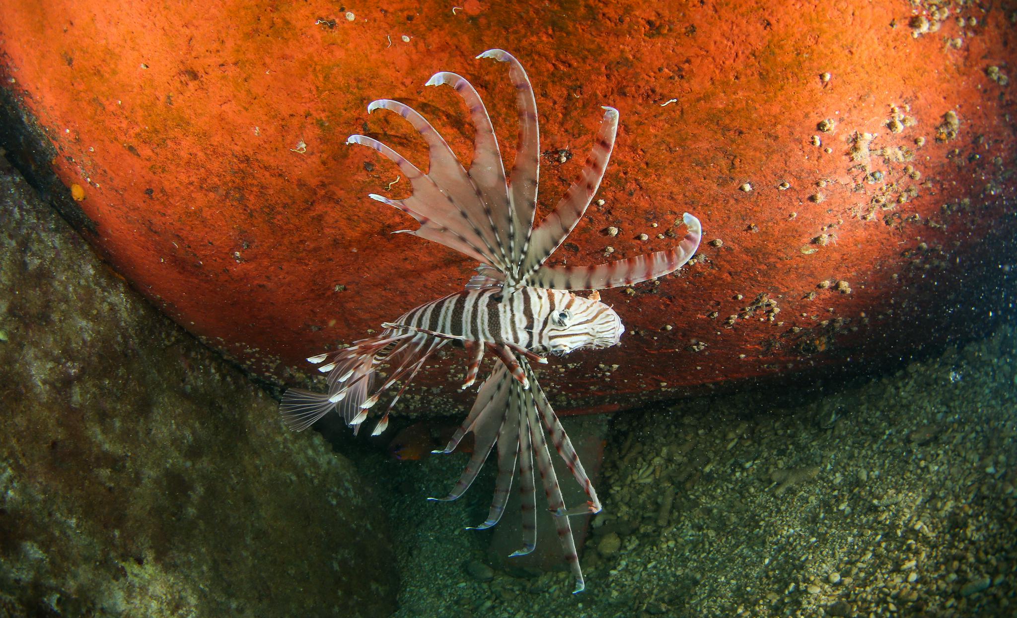 在分界洲岛海域,一条狮子鱼在海中游动(9月29日摄).