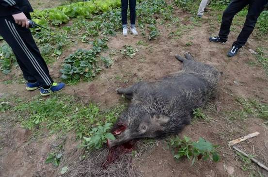 多省颁布"猎猪令",野猪的好日子快到头了