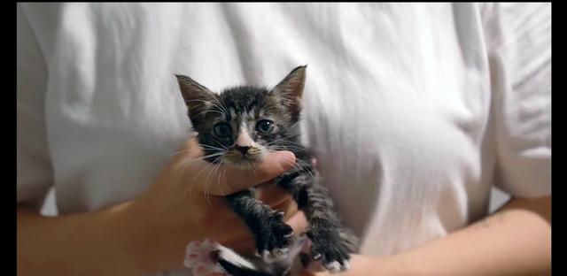 受伤的小猫被人类救助后，猫妈妈竟直接转身离开，“狠心”的母爱休闲区蓝鸢梦想 - Www.slyday.coM