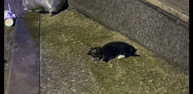 受伤的小猫被人类救助后,猫妈妈竟直接转身离开,“狠心”的母爱休闲区蓝鸢梦想 - Www.slyday.coM 受伤的小猫被人类救助后,猫妈妈竟直接转身离开,“狠心”的母爱休闲区蓝鸢梦想 - Www.slyday.coM