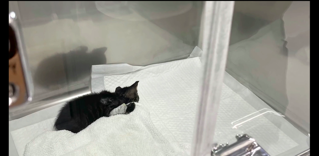 受伤的小猫被人类救助后,猫妈妈竟直接转身离开,“狠心”的母爱休闲区蓝鸢梦想 - Www.slyday.coM 受伤的小猫被人类救助后,猫妈妈竟直接转身离开,“狠心”的母爱休闲区蓝鸢梦想 - Www.slyday.coM