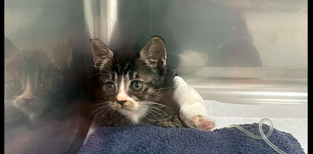 受伤的小猫被人类救助后,猫妈妈竟直接转身离开,“狠心”的母爱休闲区蓝鸢梦想 - Www.slyday.coM 受伤的小猫被人类救助后,猫妈妈竟直接转身离开,“狠心”的母爱休闲区蓝鸢梦想 - Www.slyday.coM