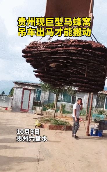带刺的“聚宝盆”!贵州惊现巨型马蜂窝,吊车搬运,它到底有多毒休闲区蓝鸢梦想 - Www.slyday.coM