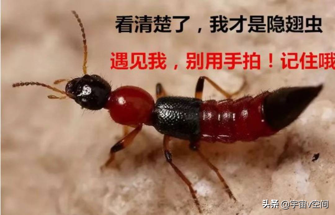 这种虫子爬在身上，再急也不要随手拍死，不然后果很严重休闲区蓝鸢梦想 - Www.slyday.coM
