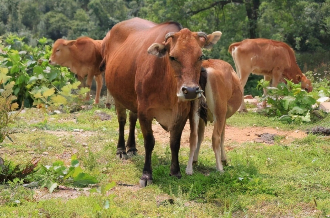 发现规模达400多头的野牛群西沙东岛上的牛哪来的答案已找到