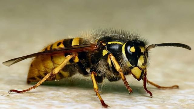 带刺的“聚宝盆”!贵州惊现巨型马蜂窝,吊车搬运,它到底有多毒休闲区蓝鸢梦想 - Www.slyday.coM