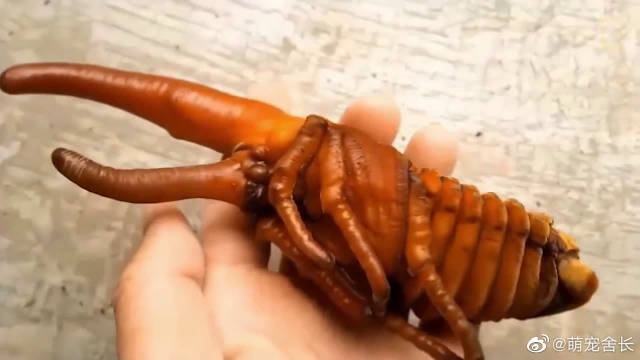 看看这只大力士甲虫从幼虫到巨人