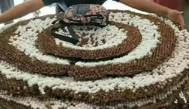 带刺的“聚宝盆”!贵州惊现巨型马蜂窝,吊车搬运,它到底有多毒休闲区蓝鸢梦想 - Www.slyday.coM