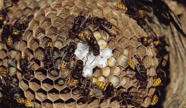 带刺的“聚宝盆”!贵州惊现巨型马蜂窝,吊车搬运,它到底有多毒休闲区蓝鸢梦想 - Www.slyday.coM