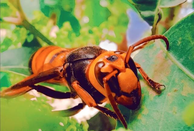带刺的“聚宝盆”!贵州惊现巨型马蜂窝,吊车搬运,它到底有多毒休闲区蓝鸢梦想 - Www.slyday.coM