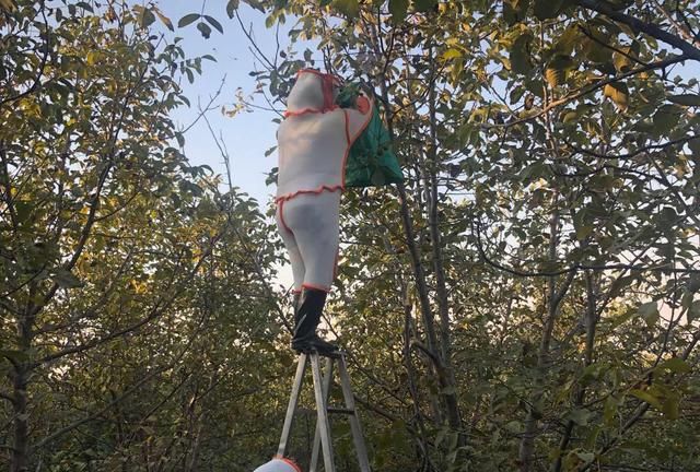 带刺的“聚宝盆”!贵州惊现巨型马蜂窝,吊车搬运,它到底有多毒休闲区蓝鸢梦想 - Www.slyday.coM