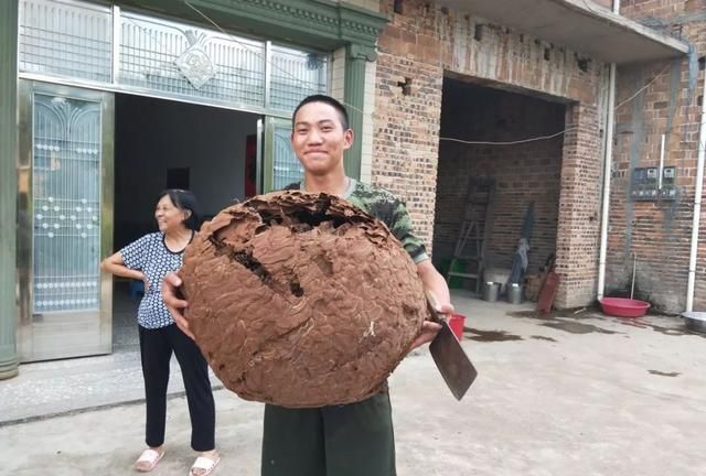 带刺的“聚宝盆”!贵州惊现巨型马蜂窝,吊车搬运,它到底有多毒休闲区蓝鸢梦想 - Www.slyday.coM